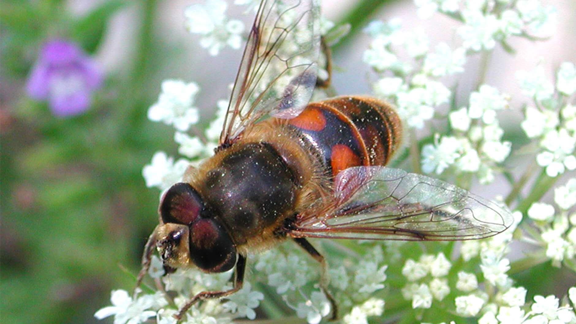 The common drone fly.