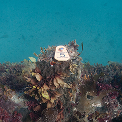 Before anything is moved from the wreck or surrounding area, archaeologists install markers called datum tags to help record the precise positions of ship features and artifacts.