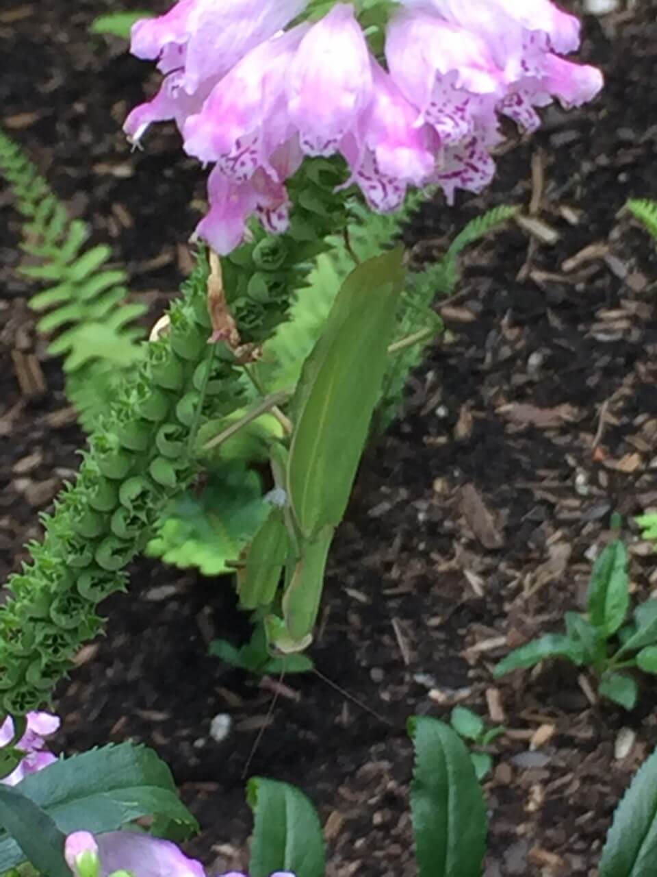 European mantis on obedient plant.
