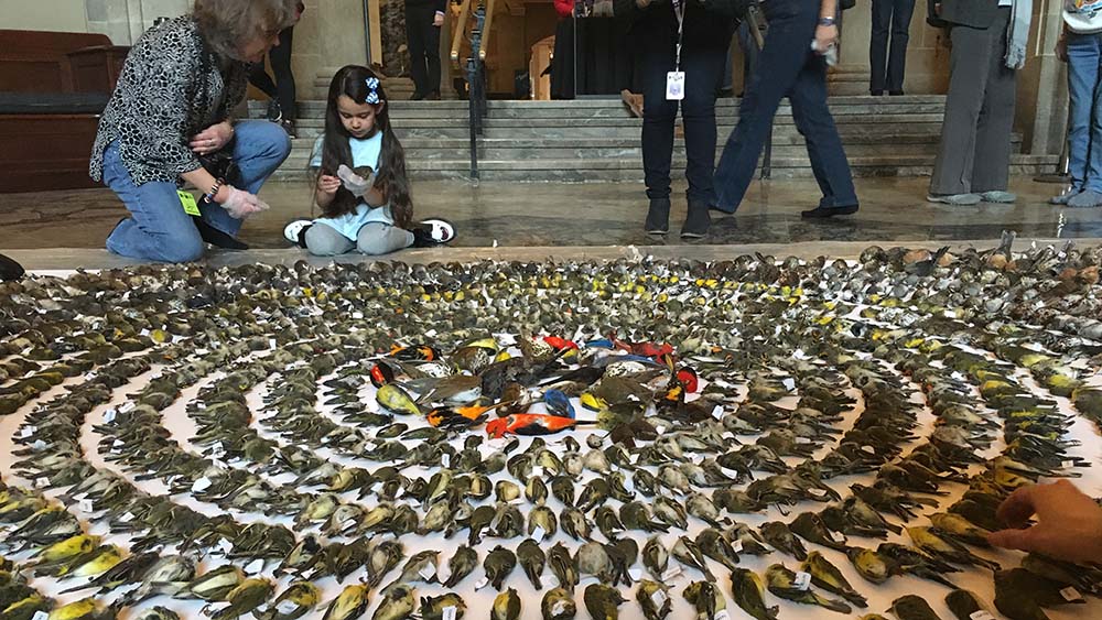FLAP installation at the ROM to draw attention to bird fatalities in urban environments.