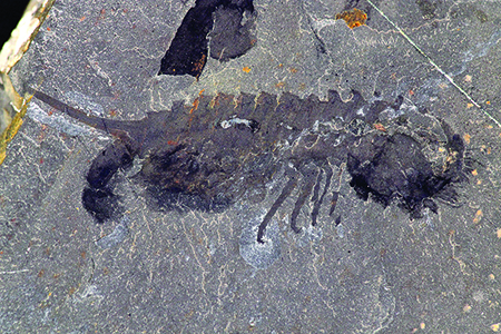 Fossil specimen of habelia optata

