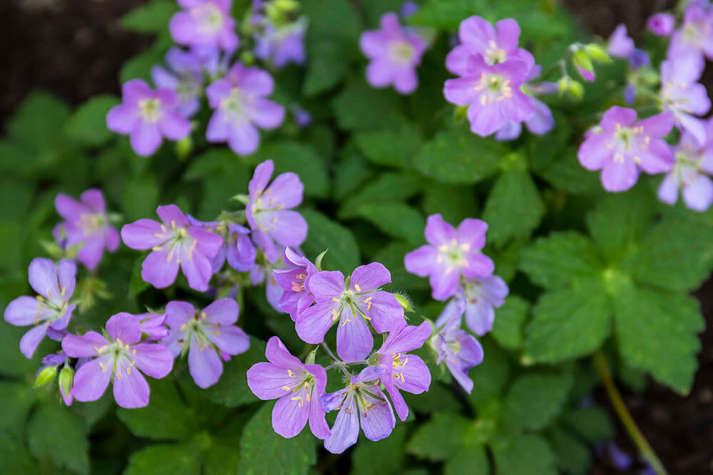 Geranium maculatum.