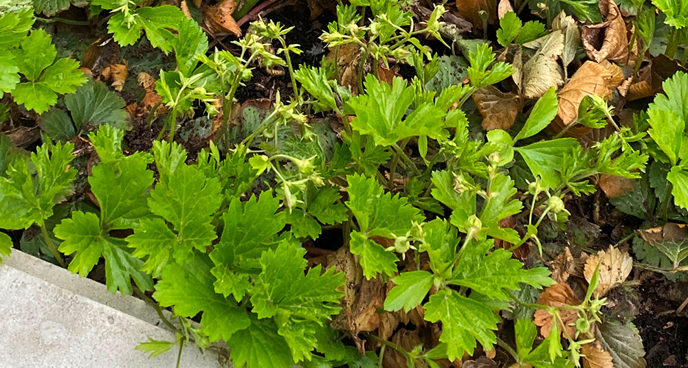 Green leaves.