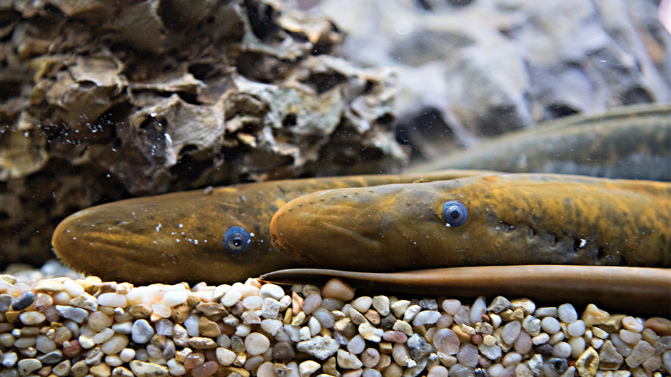 Lamprey in tank.