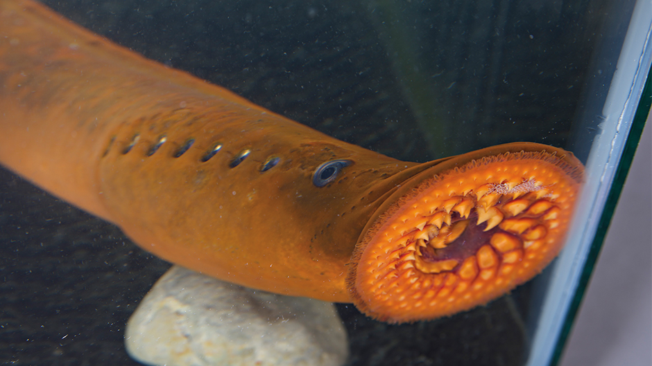 Lamprey in tank.