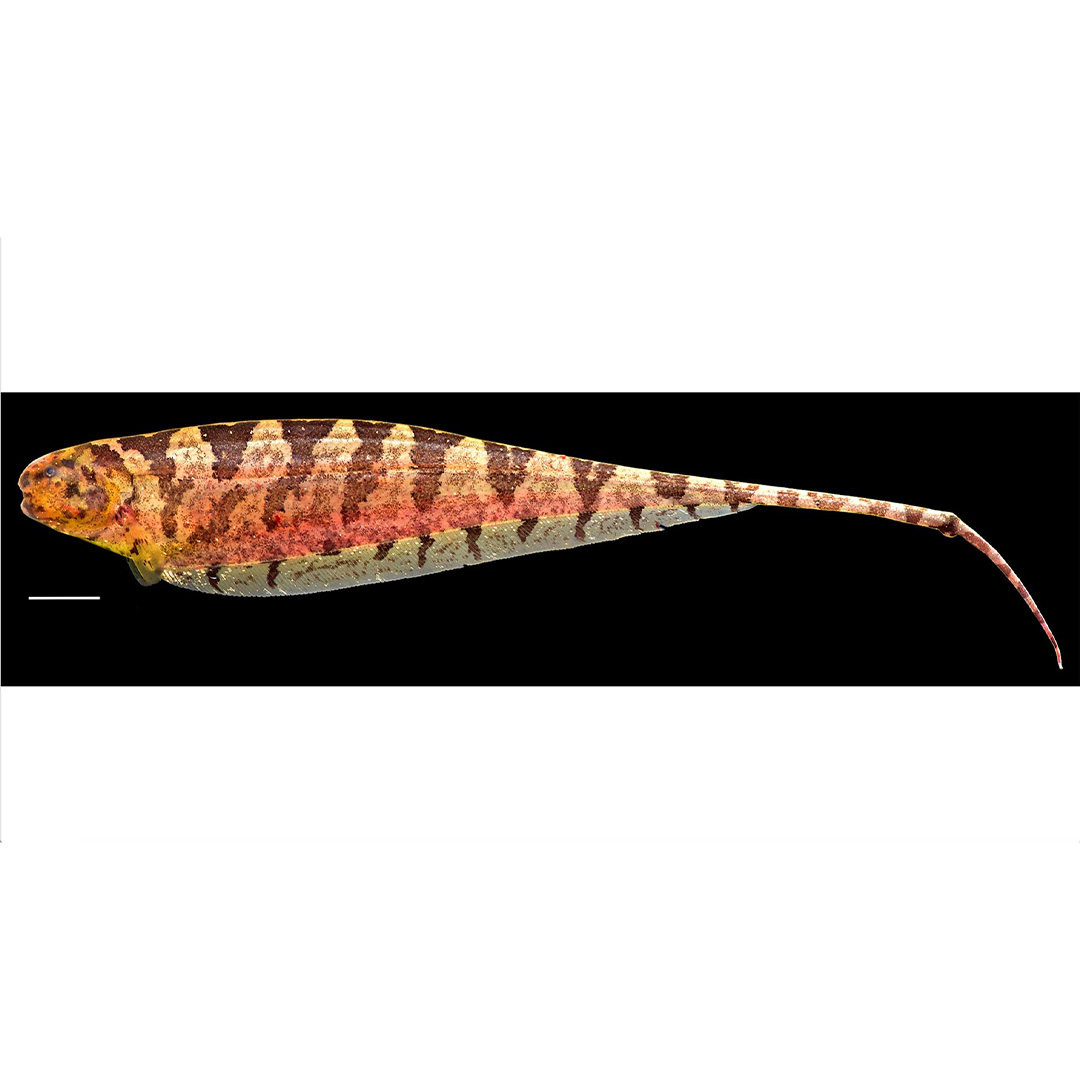 Amazonian knifefishes such as this Steatogenys communicate, navigate, and hunt in the darkness using a weakly electric field that they generate themselves.