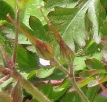 Developing fruit of Herb-Robert with persistent style.