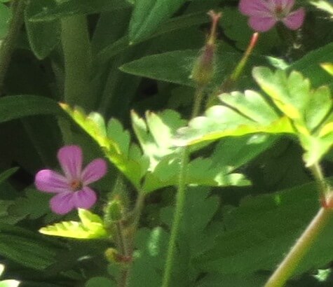 The flowers and developing fruits of Herb-Robert.