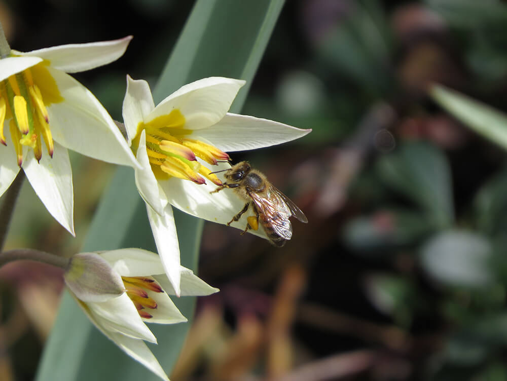 Honey Bee on a pale yellow tulip.