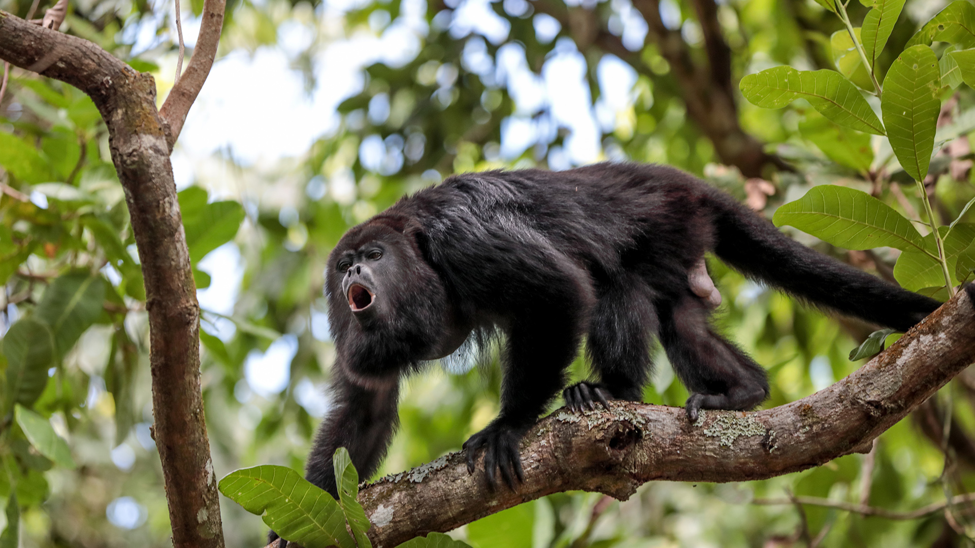 Howler monkey on a tree branch