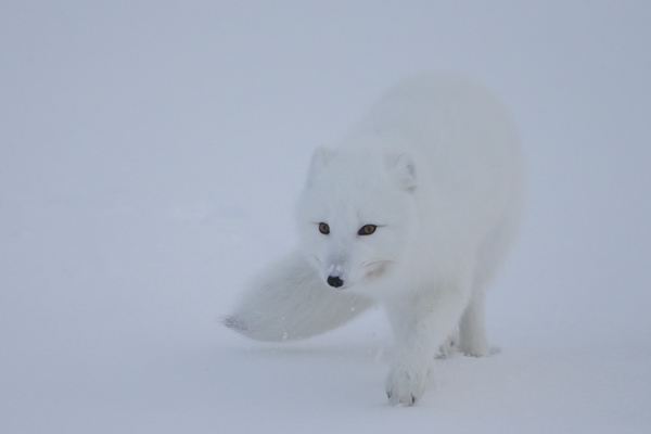“Arctic Fox” With its short body features and fur-covered paws, this small canine is well adapted to living in the Arctic. Photo by Don Gutoski