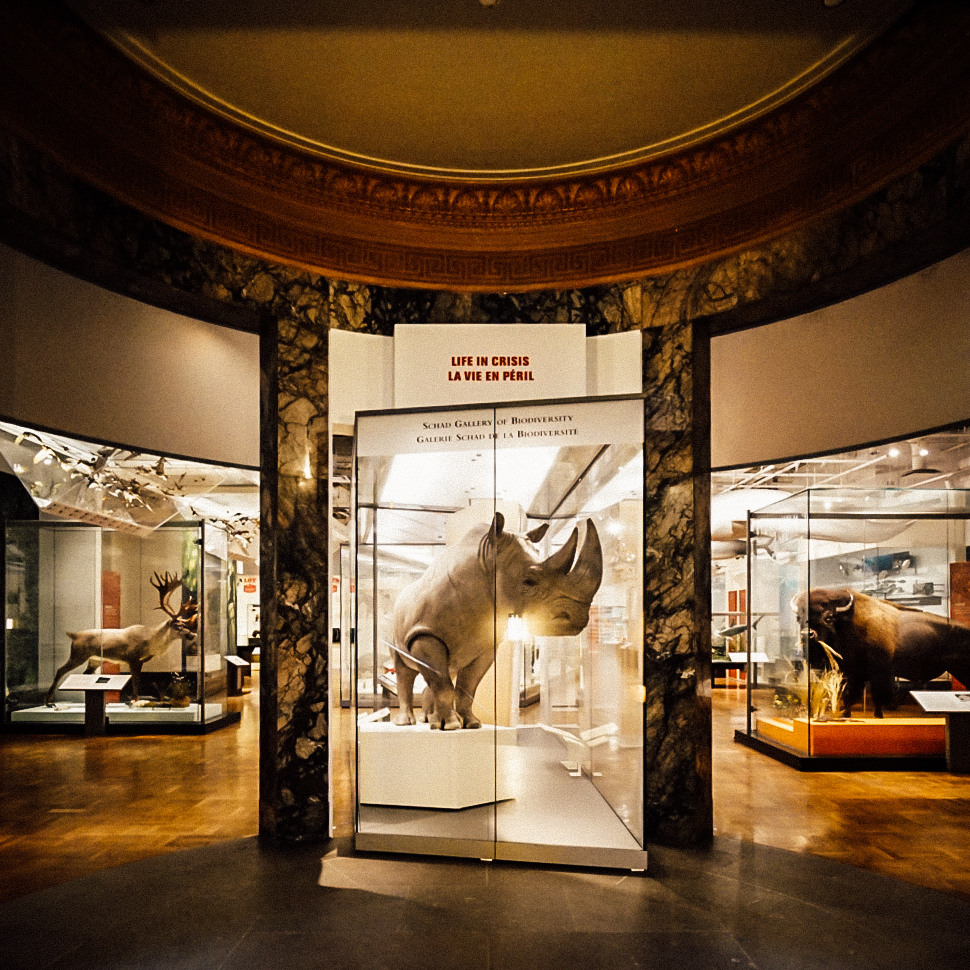 LIFE UNMASKED ANIMAL Inside the glass display, a large animal skull with two prominent horns.
