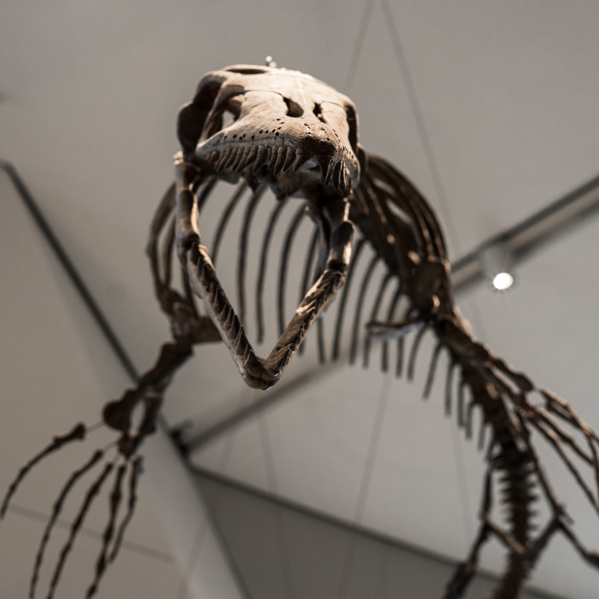Fossil skeleton of a large prehistoric marine reptile with an open jaw and sharp teeth, suspended indoors.