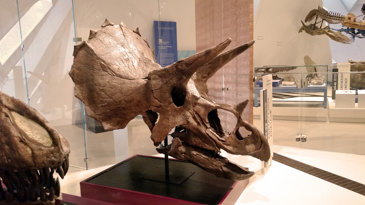 Triceratops skull displayed on a red platform in a museum exhibit.