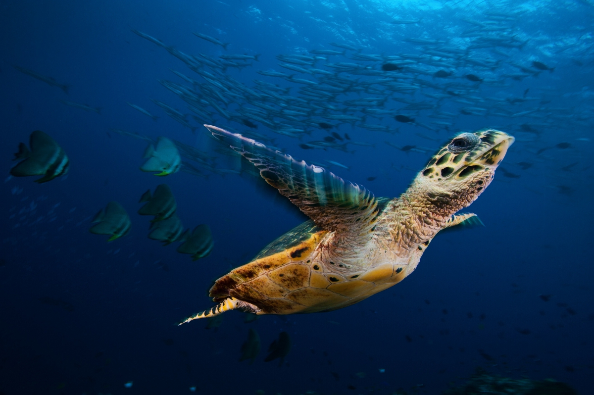 Sea turtle swimming underwater with a school of fish in the background.