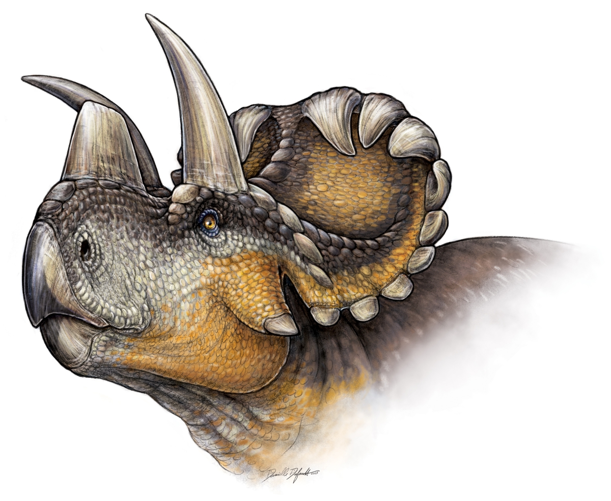 Illustration of a Triceratops dinosaur head with three horns and a frilled crest.
