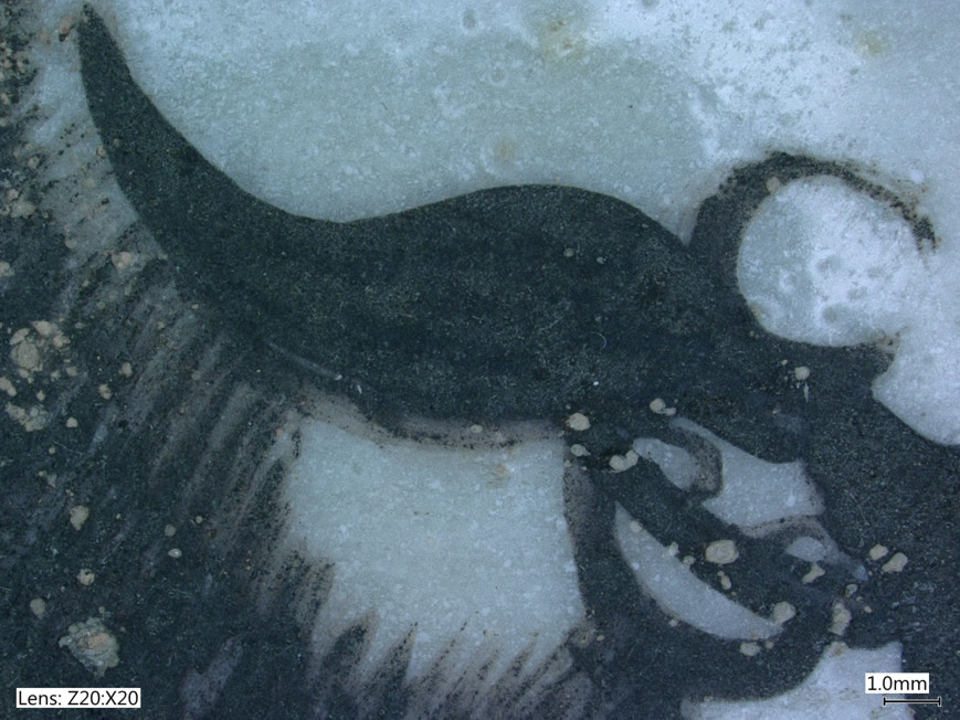 Close-up of a dark fossilized sea creature on a light rock surface with visible segmented legs.