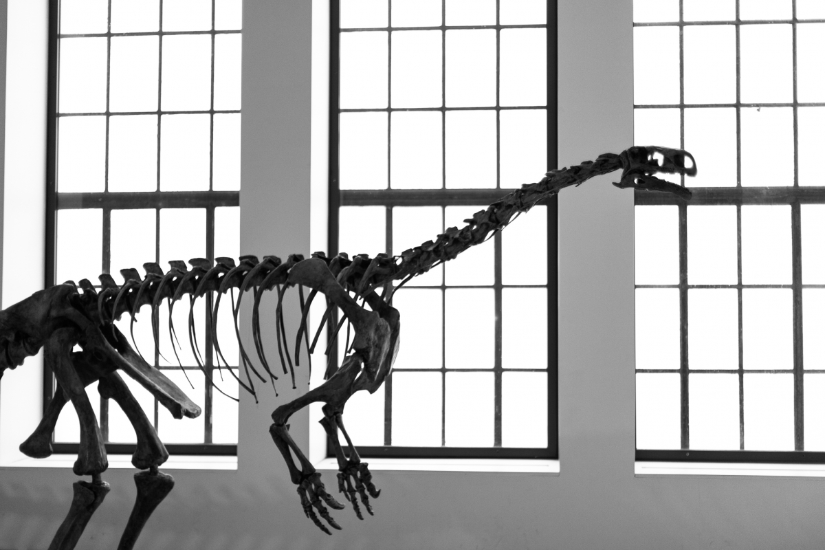 Dinosaur skeleton displayed in front of large grid-patterned windows.