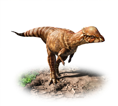 Acrotholus  Avec l’aimable autorisation de l’illustrateur Julius Csotonyi