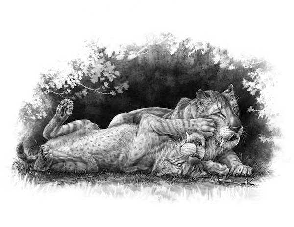  New discovery sheds light on the mysterious family life of notorious sabre-toothed tiger