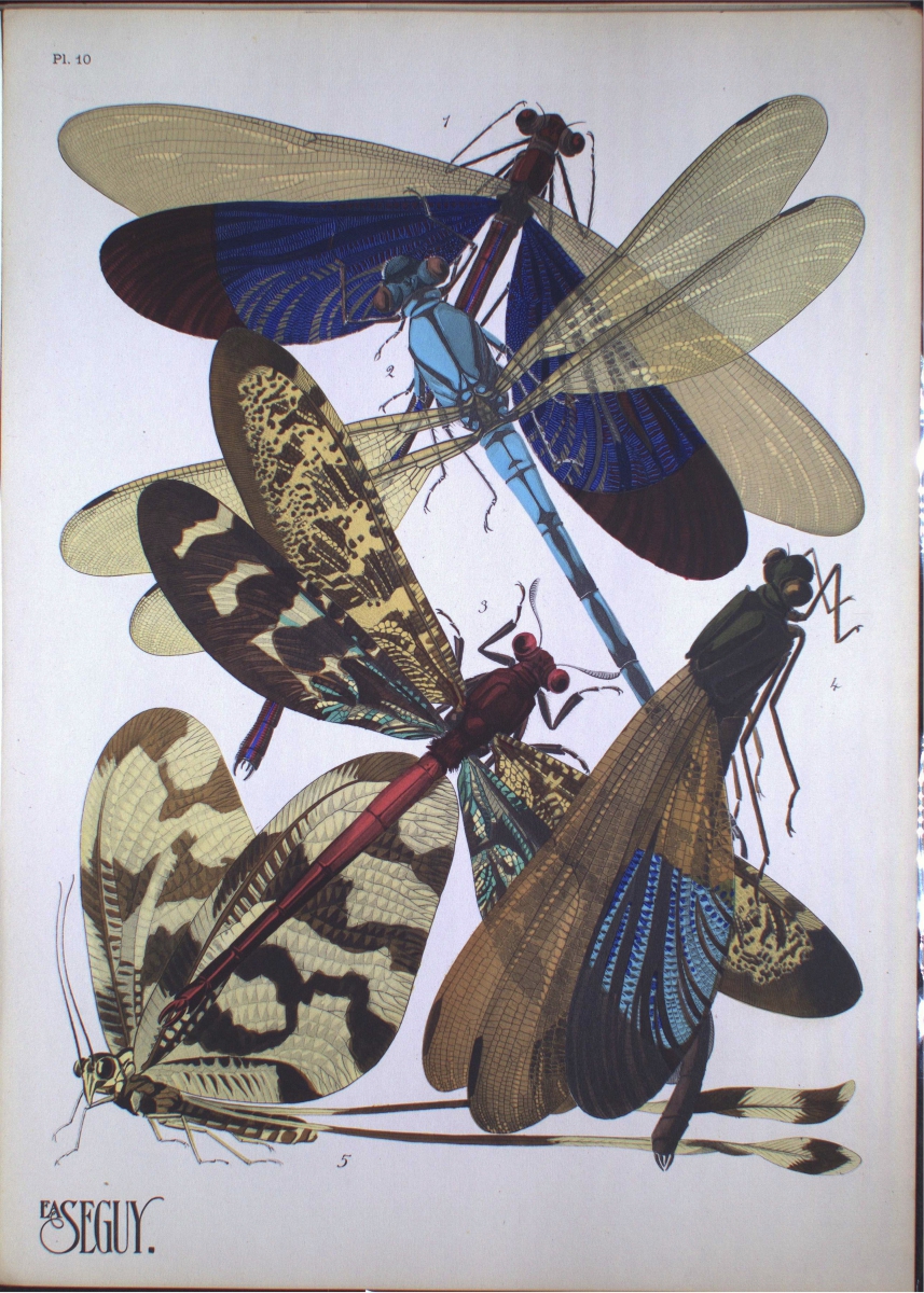 Illustration of six insects with large wings in various patterns and colors on a white background.