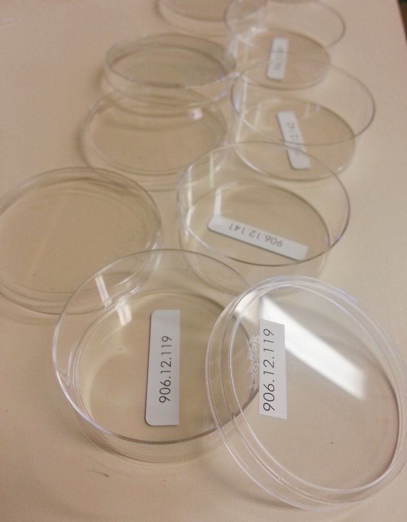 Five empty transparent petri dishes on a beige surface, each labeled with a white rectangular sticker showing different numbers.
