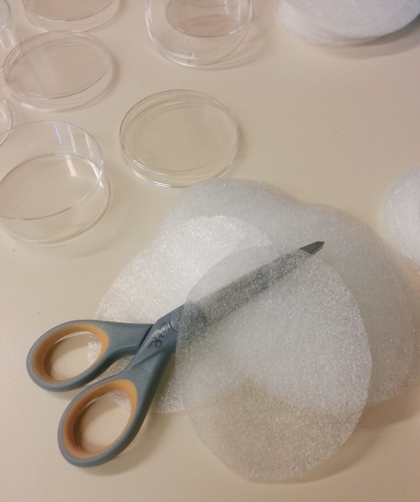 A pair of grey-handled scissors on white foam circles with transparent petri dishes in the background.