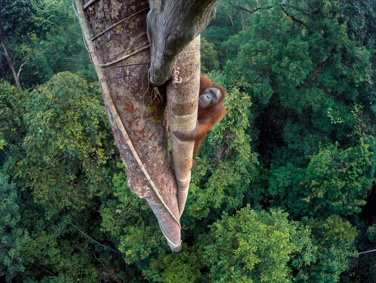 Wildlife Photographer of the Year 2016, Photo of a monkey climbing a tree