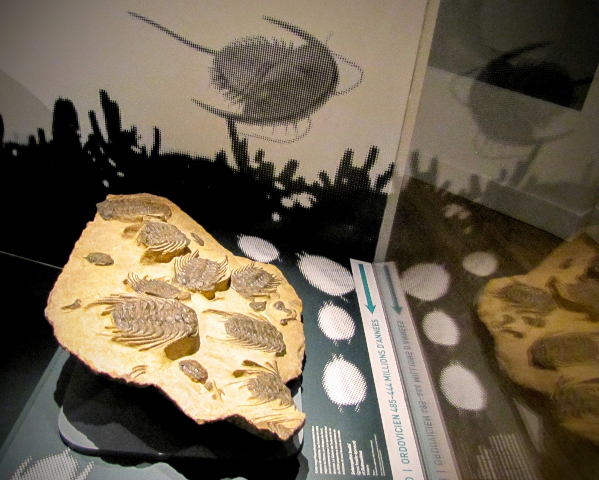 Fossils of trilobites embedded in a rock, displayed in a museum exhibit.