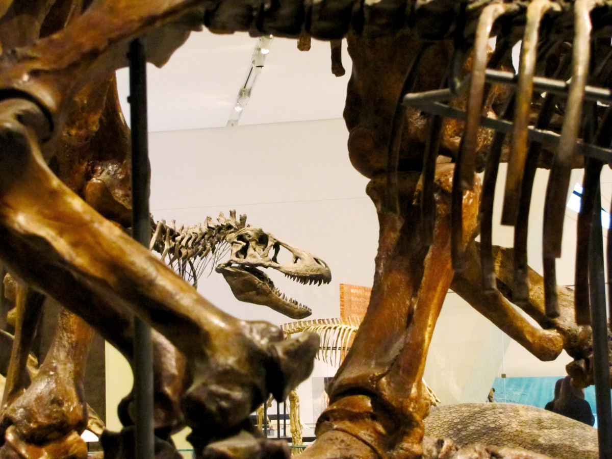 Dinosaur skeletons displayed in a museum exhibit with a focus on the large ribs and skull.