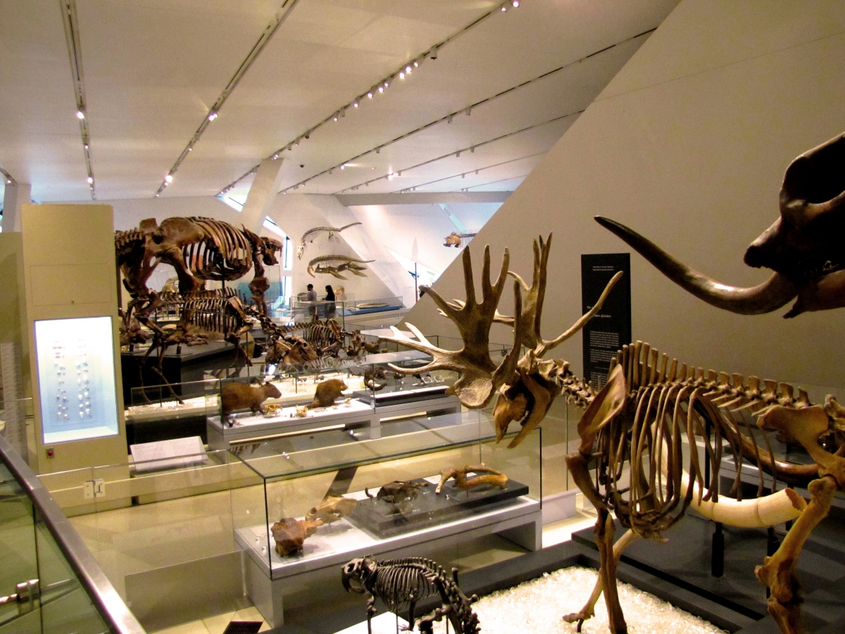Museum exhibit featuring skeletons of various prehistoric animals displayed in glass cases.