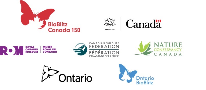 BioBlitz Canada 150  Canada logo with a red maple leaf  Royal Ontario Museum logo in purple  Nature Conservancy Canada logo with green leaf and text  Ontario logo with a trillium flower icon  Ontario Biosciences logo with a blue circular design and text