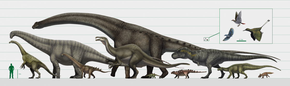 Diagramme des différentes espèces de dinosaures.