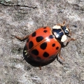 A close-up of a red ladybug with black spots resting on a rough gray surface.