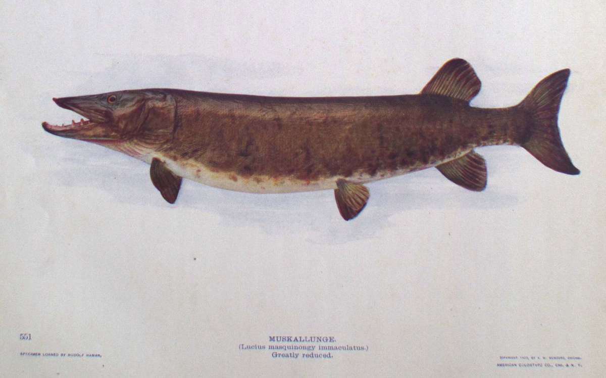 Esox lucius or North American pike fish illustration with brown body and pointed head.