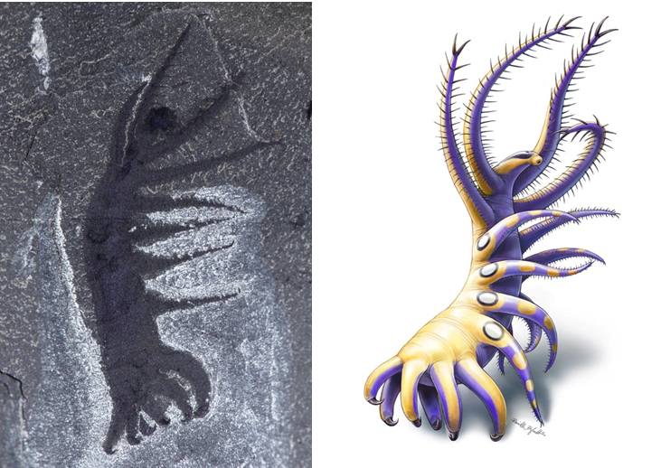 Photography of the fossil beside illustration of specimen.
