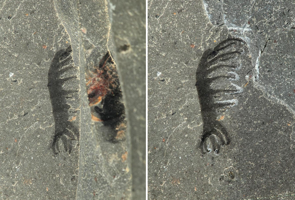 Photograph of fossils before and after preparation in the lab.

