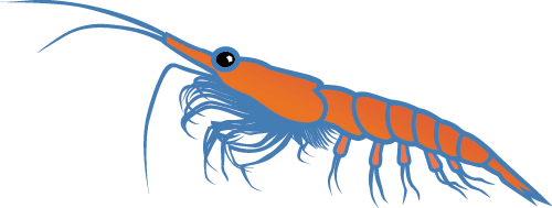Illustration of krill.
