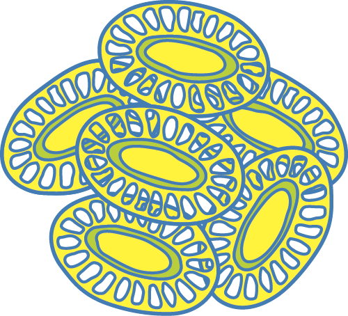 Illustration of zooplankton.
