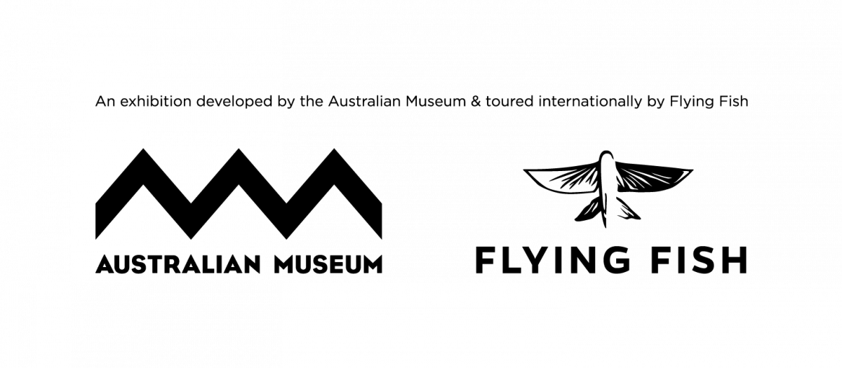 Flying Fish logo in black text with a stylized fish shape between the words.