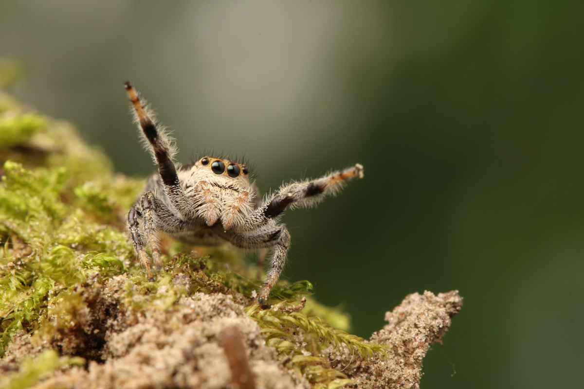 Small jumping spider with white and black markings sitting on green moss and brown bark against a blurred green background.