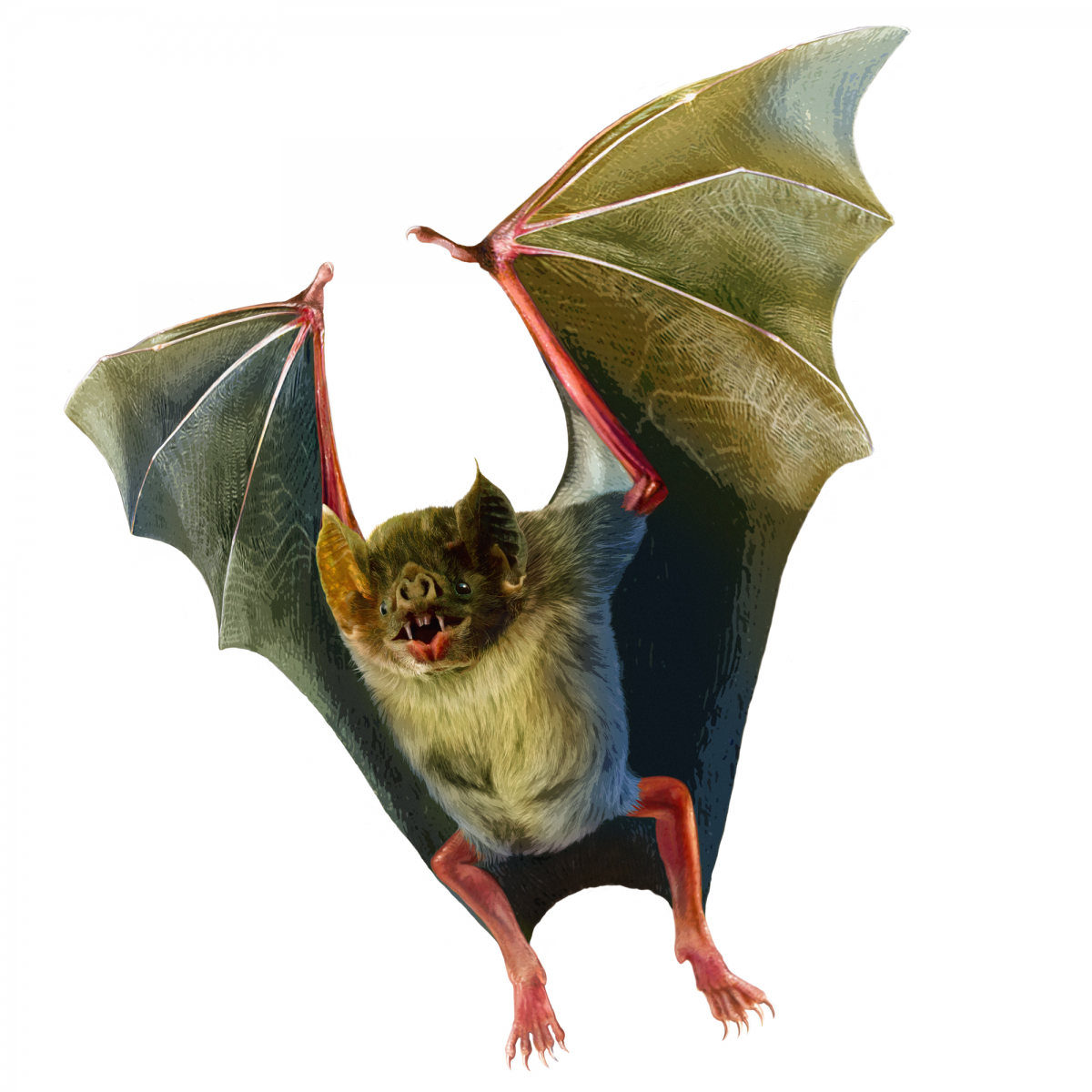 Bat with wings spread and mouth open showing small teeth, displayed against a white background.