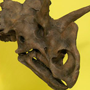 See Wendiceratops on display at the ROM in the New Dino Discovered exhibition.