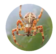 Spiders in Our Backyard