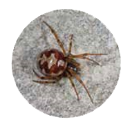 Spiders in Our Backyard