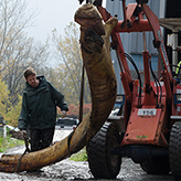 Workers attach ropes to the blue whale flesh
