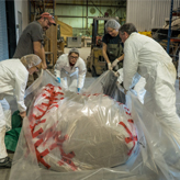 ROM research technicians wrap the blue whale heart in plastic.
