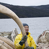 Cut in whale flesh
