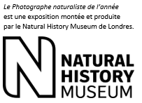 Le Photographe naturaliste de l'année est une exposition montée et produite par le Natural History Museum de Londres. Logo du NATURAL HISTORY MUSEUM avec un texte noir en gras et une grande lettre stylisée "N".