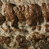 Closeup photo of bones
